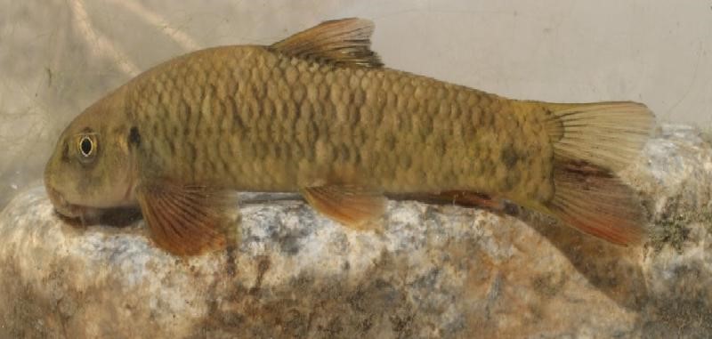 Discovery of a new fish species by a faculty member of the University of Guilan